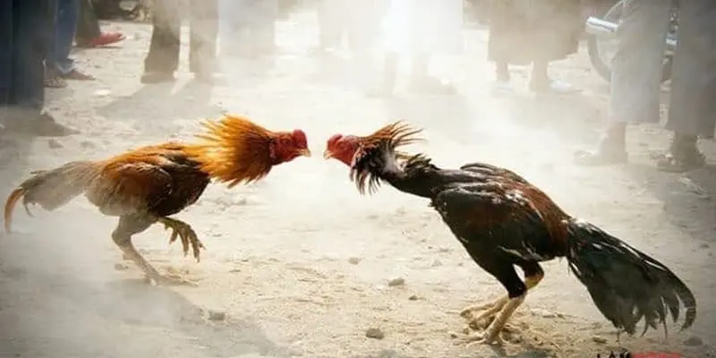 Lý do đá gà luck8 luôn hấp dẫn người chơi