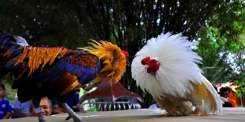 Chọi kê đòn hấp dẫn