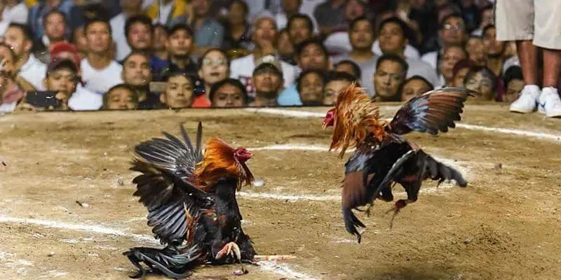 Quy tắc gà chiến bị xử thua